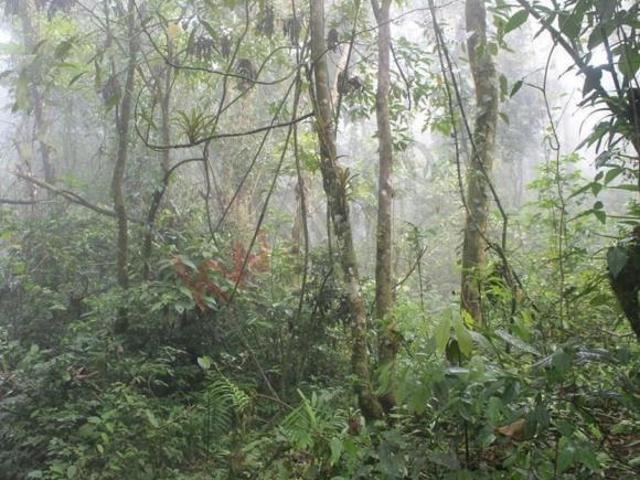 40 Has. EN VENTA, RANCHO SOLO DIOS EN SAN FERNANDO, CHIAPAS, CERCANO A COLONIA GABRIEL ESQUINCA