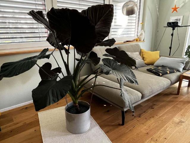 41/2 ROOM HOUSE IN SCHENKON LU, FURNISHED, TEMPORARY