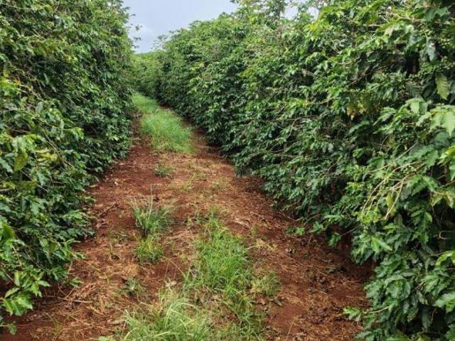 45 mil pés de café mecanizados