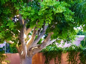 47192 El Agadir, Palm Desert, CA 92260 | MLS #219148