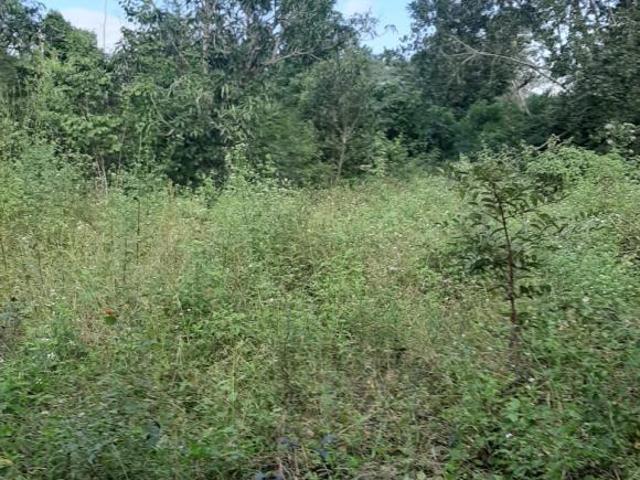 Venta de terreno de 4 hectarras en Leona Vicario a pie de carretera