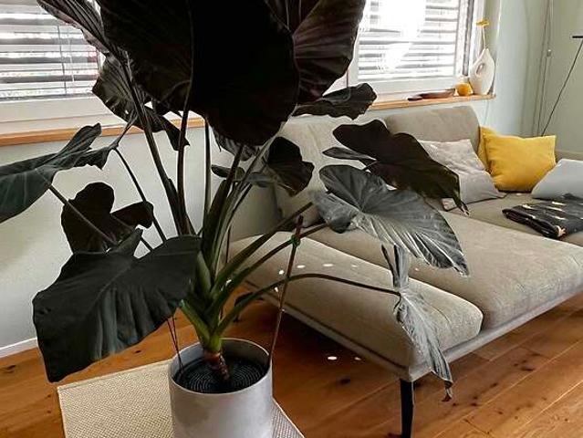 4½ room house in Schenkon LU, furnished, temporary