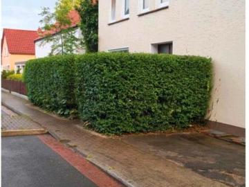 Dilichplatz, Vegesack, Bremen - Garten