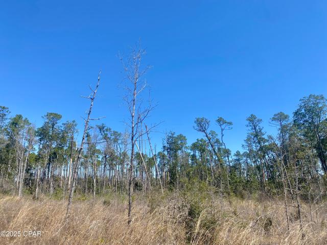 50 acres NW Sellers Rd, Bristol, FL 32321 | MLS #770652