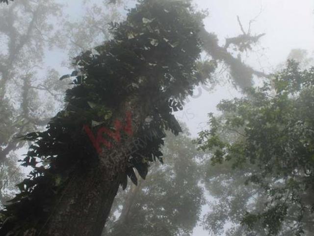 50 Hectáreas En Venta. Rancho en San Fernándo, Chiapas