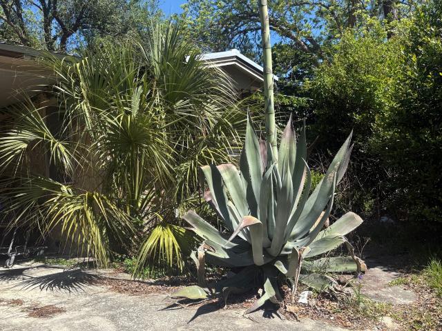 524 Martin Luther King Drive