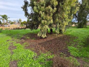 Bonita, San Diego CCD San Diego County California, San Diego County, California, USA