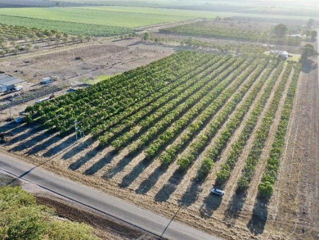 5 Acre Mango Farm Power Bore Spray Irrigation