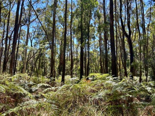 5 Acres of Residential Land in Trentham A Rare Opportunity
