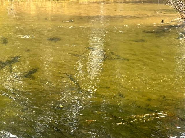 6051 N Manistee River Road # Lot: 13