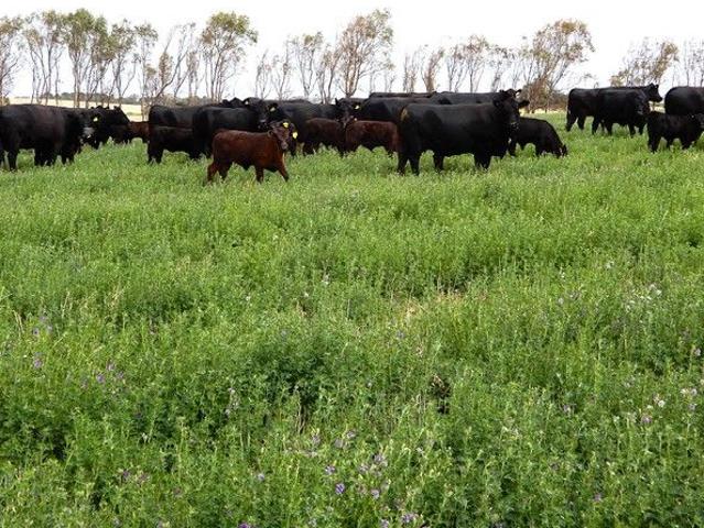 610.7 HA Cropping, Hay, Lucerne Grazing 1509 Acres