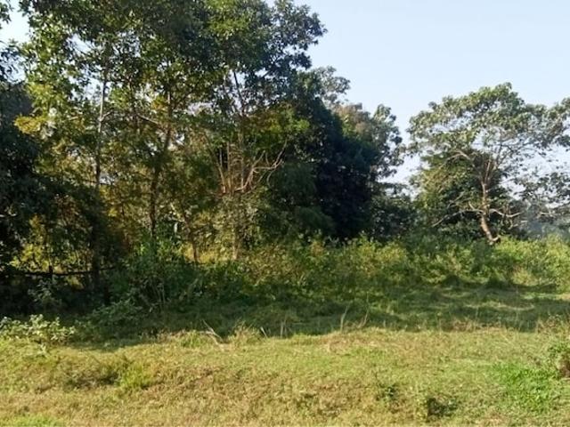 693 Sq.Ft. Plot in Sualkuchi Kamrup Listing ID: #9646