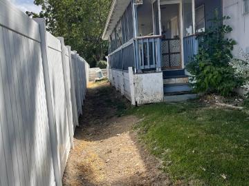 6 Blue Spruce