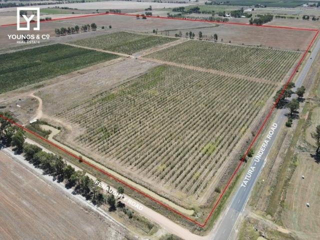 73 Hectares 180 Acres Recently Planted Orchard