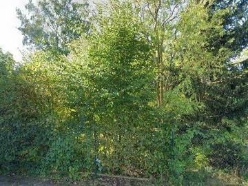 73 m2 apartment for rent in Dahme Spreewald