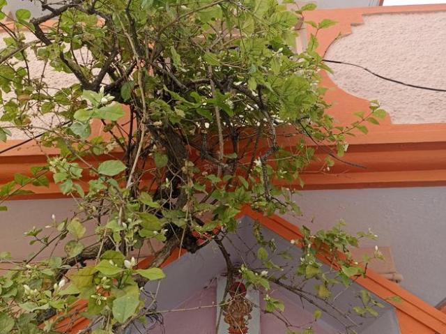 7 BHK Independent House in Banaswadi for resale Bengaluru. The reference number is 10408084