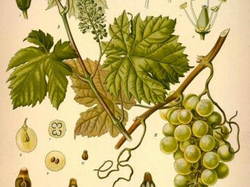 São João do Souto, São José de São Lázaro e São João do Souto