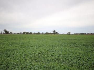 84 ACRES CROPPING/GRAZING