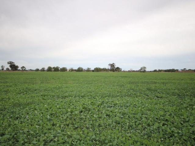 84 ACRES CROPPING/GRAZING