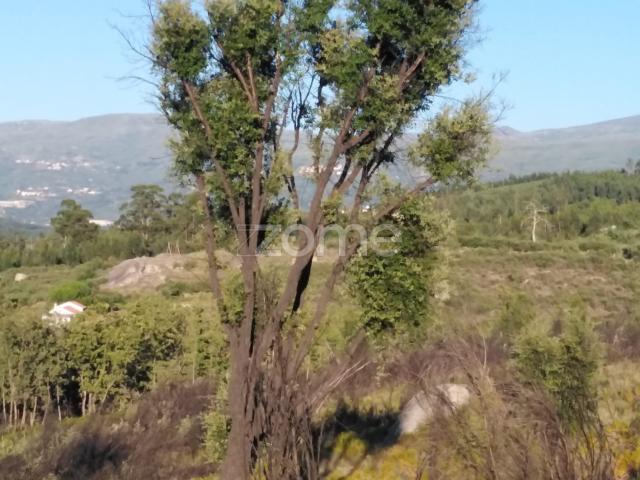 8,533m2 de terra em Sameice Seia