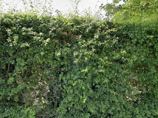 93 m2 apartment for rent in Niedersachsen Harburg