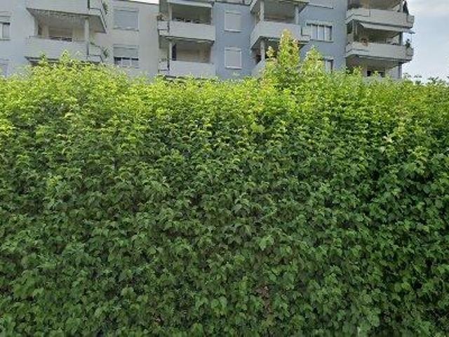 91 m2 apartment for rent in Aarau