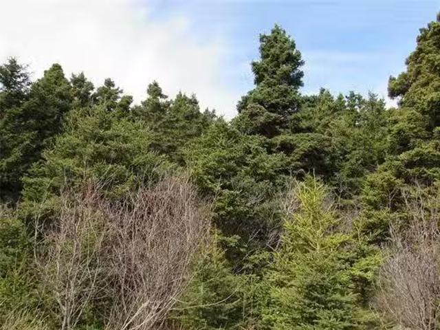 9 Cove Road, Colliers, NL, A0A 1Y0 vacant land for sale Lis.