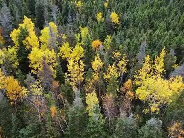 000 Fifth Road, South Brook, NL, A0J 1S0 vacant land for sal.