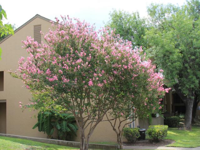 0 BR, 1 BA Apartment Hillcrest & Gentleman, Balcones Heights, TX 78201