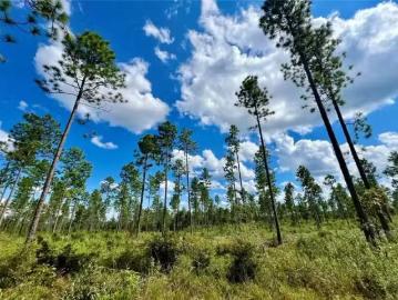 0 SHEPARD HOUSE ROAD, MOUNT VERNON, AL 36560