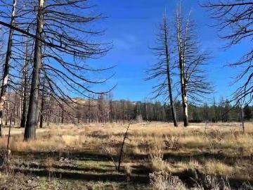 10069 DIXIE VALLEY RD, CHILCOOT, CA 96105