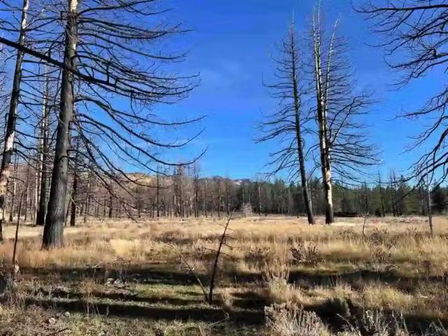 10069 DIXIE VALLEY RD, CHILCOOT, CA 96105