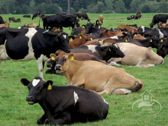 1000ha Herdade ganadeira em Evora!