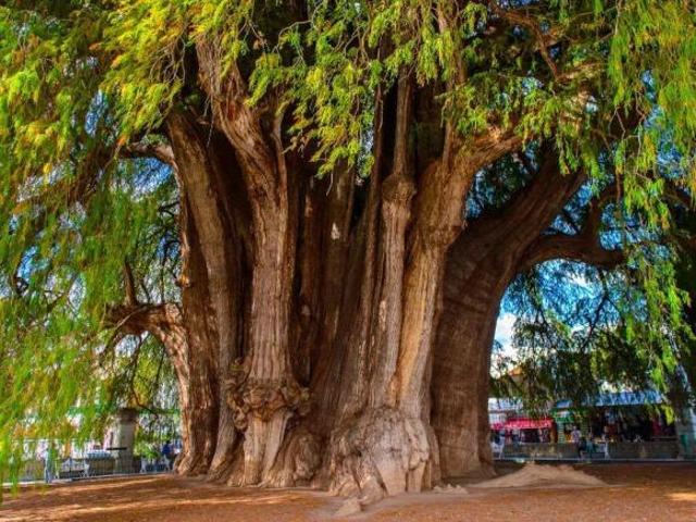 100 hectareas con un árbol como el del Tule de Oaxaca y Río