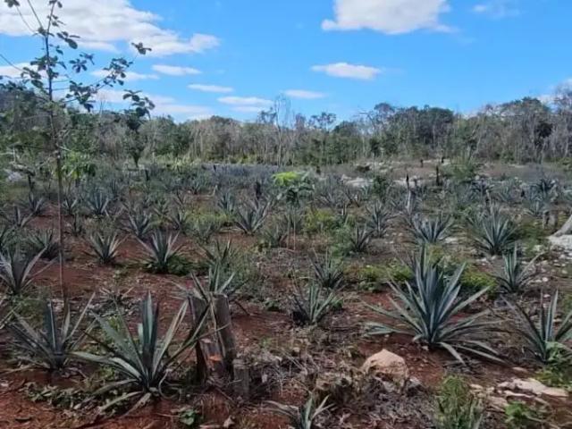 100 HECTAREAS EN OXKUTZCAB