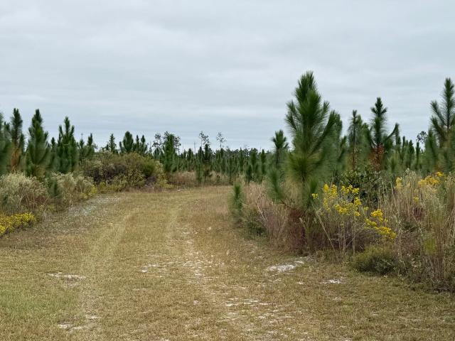 10900 E Highway 388, Youngstown, FL 32466 | MLS #781201