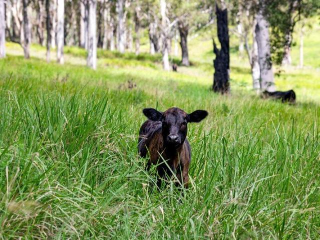 110 Acres, 15 mins from Casino