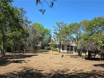 11817 Peach Tree