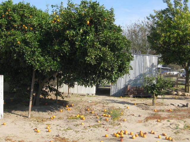 12283 E Dinuba Ave, Selma, CA 93662 | MLS #644993