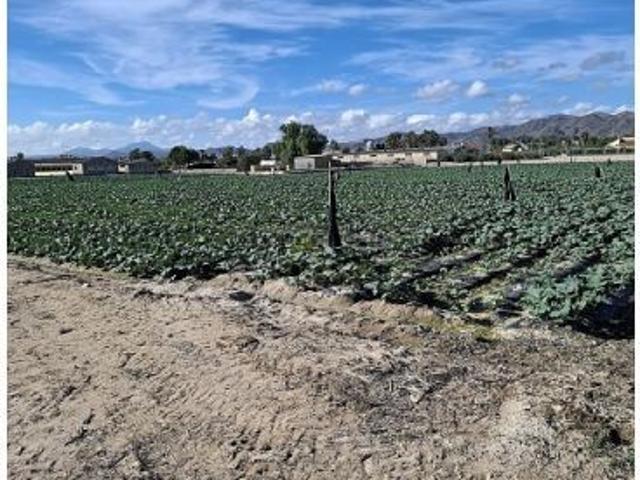 1251. Conjunto de 4 casas, naves de porcino y de novillos