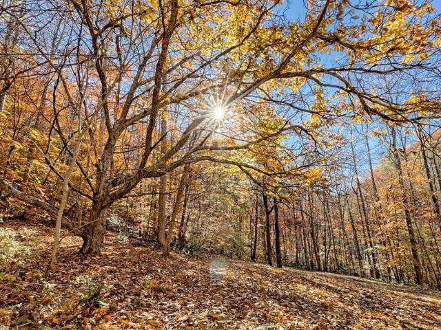 1180 Caler Rd, Hayesville, NC