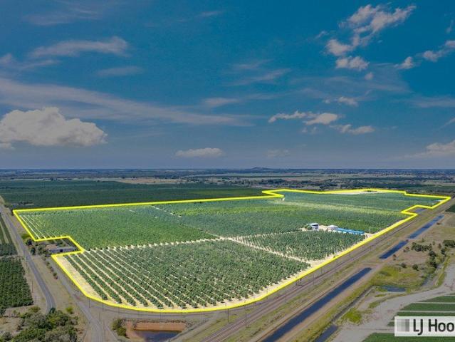 133HA PRIME AGGRIGATION LARGE ESTABLISHED MACADAMIA FARM
