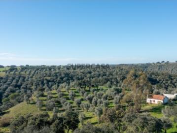 17 hectares com monte antigo, na região de Montemor o Novo