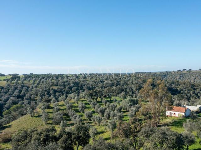 17 hectares com monte antigo, na região de Montemor o Novo 58m² São Cristóvão