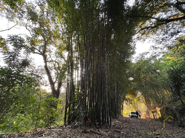 1500 m2 en venta Camino a chopantla Coatepec Veracruz