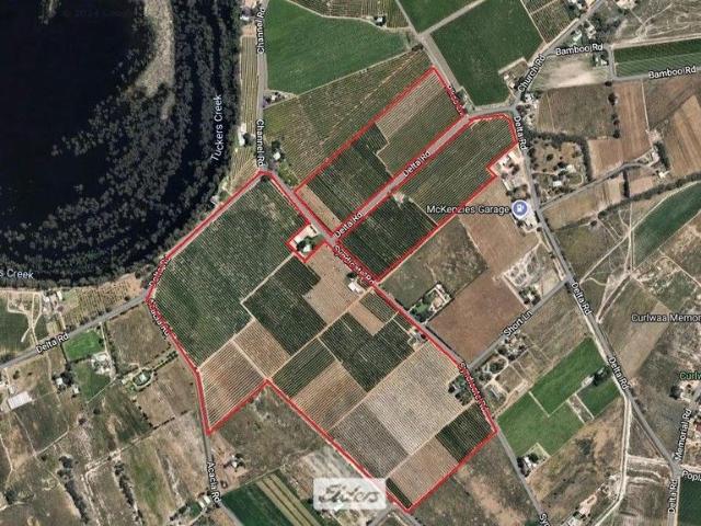 150 acres of Quality Citrus with high yields and export verities