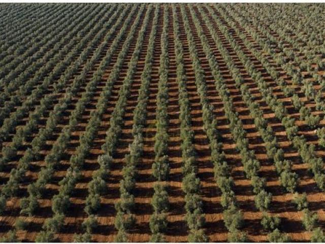 1515. Finca agrícola excepcional entre Albatana y Ontur