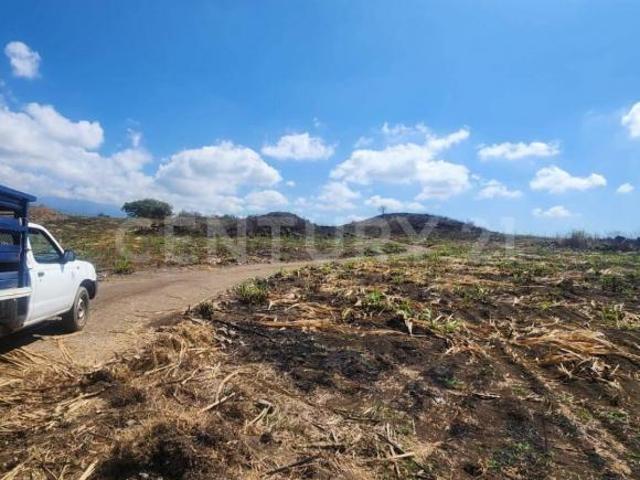 15 HECTAREAS EN VENTA EN CUAUHTEMOC