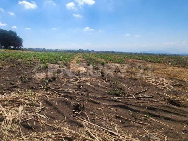 15 HECTAREAS EN VENTA EN CUAUHTEMOC