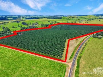 160 ACRE HASS AVOCADO ENTERPRISE FERTILE VOLCANIC SOILS